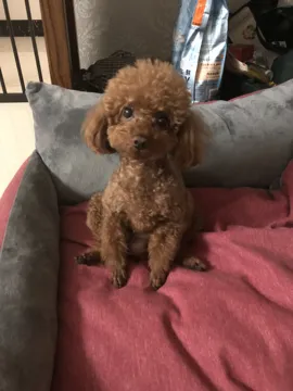 小皮
