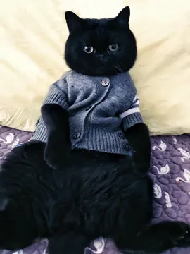 大咪