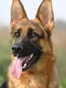 大狼狗