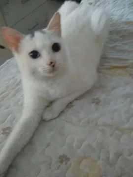 红豆
