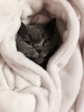 妞妞