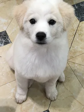 团团
