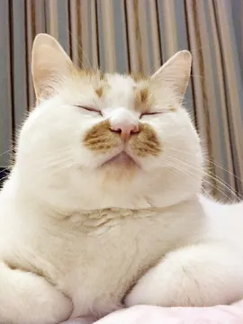 楼楼