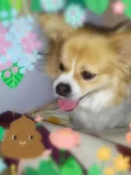 臭蛋蛋