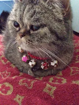 咪咪