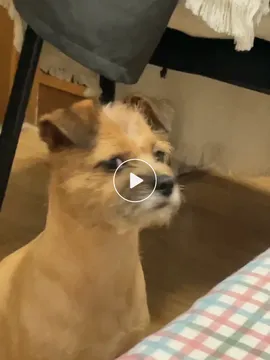 阿毛