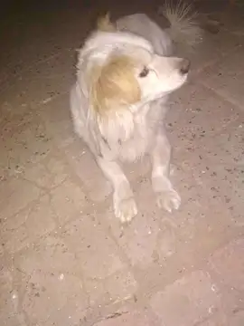 期期