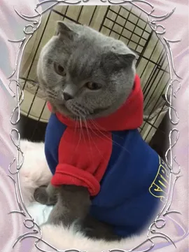 龙龙