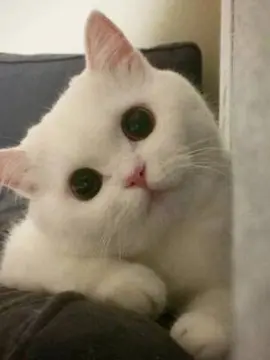 可可