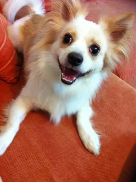 柯弟