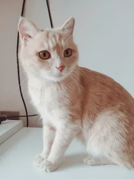 奶茶