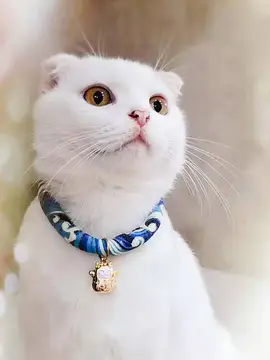 豆豆