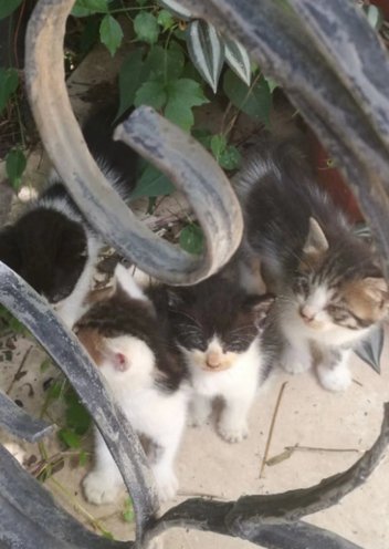 那些逝去的流浪小朋友们