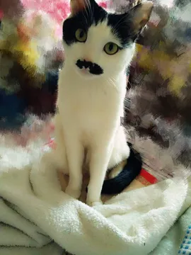 二丑
