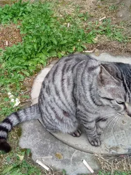 翘翘