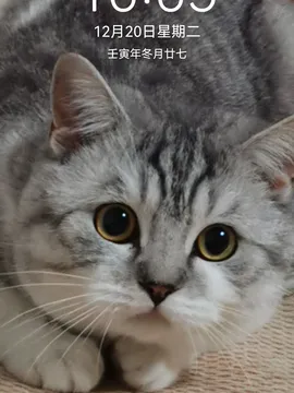 喵咪