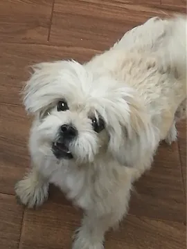 墩儿