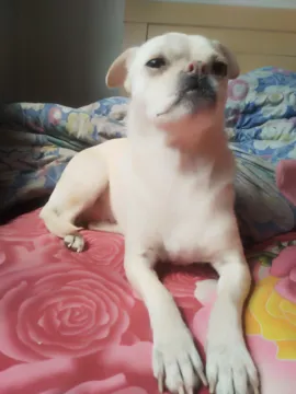 圆圆
