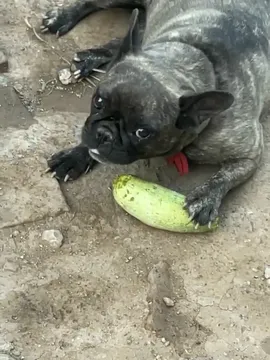 小牛马
