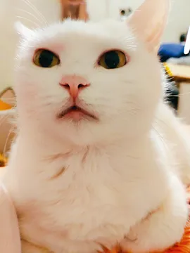 白白