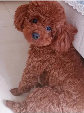 果果