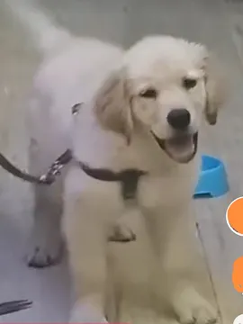 摩卡