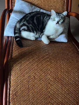 lulu