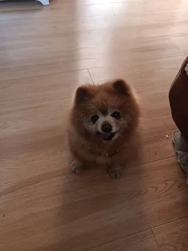狗狗