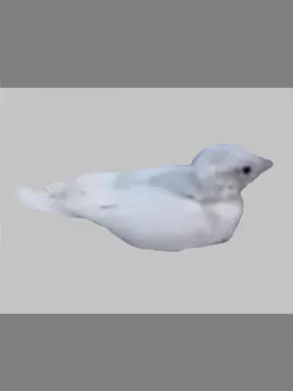 小云