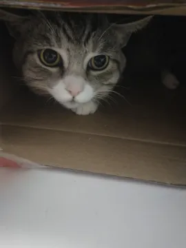 饭团