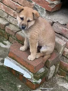 球球