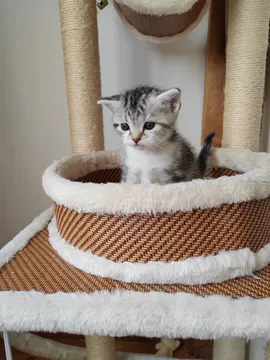 三三