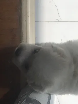 鞋带