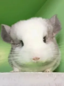 冬瓜