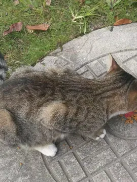 小黑猫