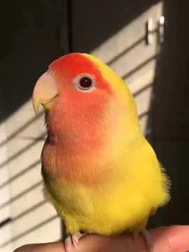 里桃