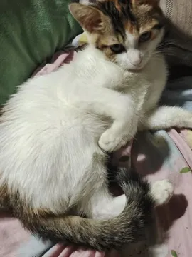 小甜心