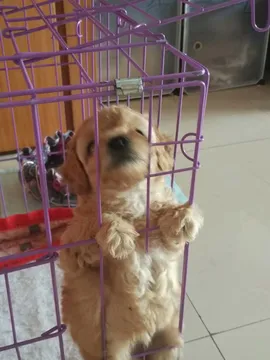 小不点