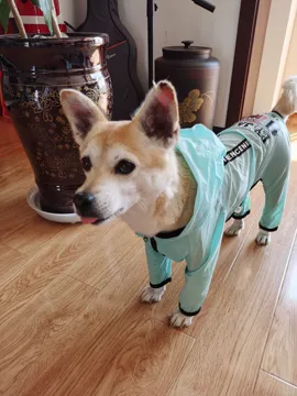 小小