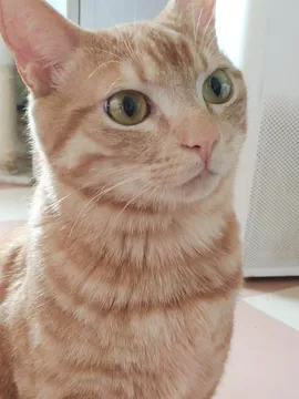 小丸子