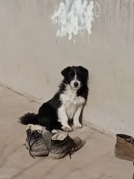 阿白