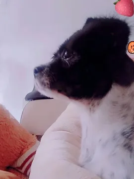 璐璐