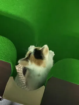 摆崽