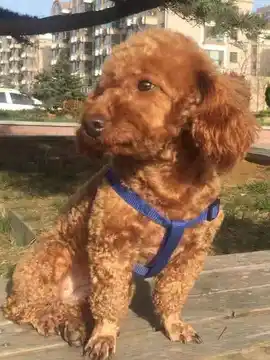 小懒