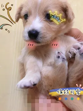 小白