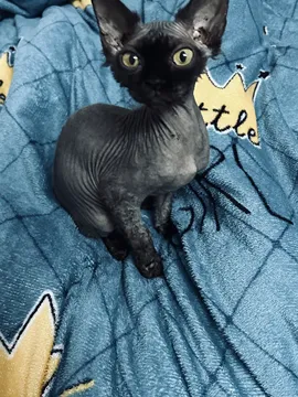 QQ