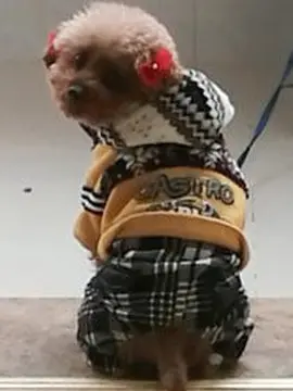 逗逗
