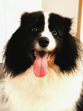 酷马