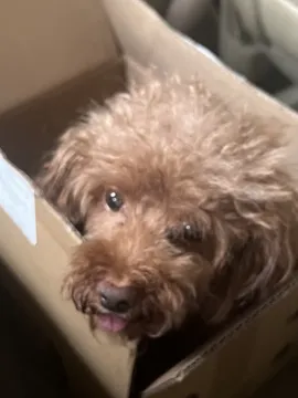 汤圆