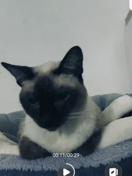 脸脸